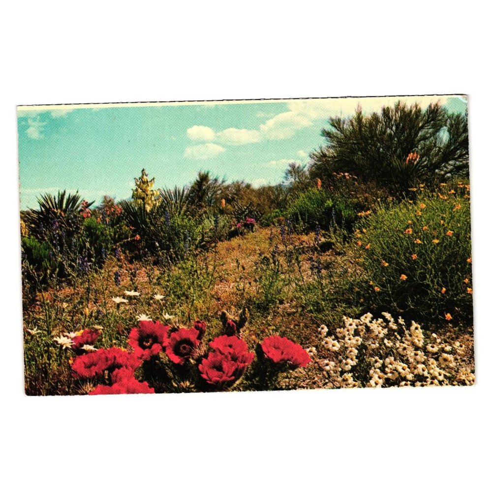 Vintage Postcard Arizona Desert Flower Gardens Hedgehog Cactus Floral Plants